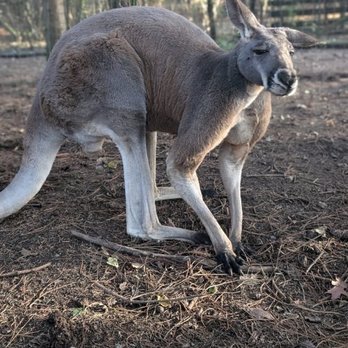 THE OUTBACK KANGAROO FARM - Updated November 2025 - 397 Photos & 180 ...