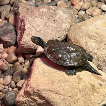 Aullwood Audubon - Male Map Turtle - Parks Near Me - Dayton, Ohio Aullwood Audubon - Male Map Turtle - Parks Near Me - Dayton, Ohio