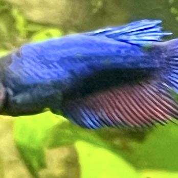 Petco - Female Betas I rescued - Pet Stores Near Me - Lacey, Washington