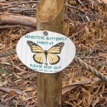 Goleta Butterfly Grove - Parks Near Me - Goleta, California Goleta Butterfly Grove - Parks Near Me - Goleta, California