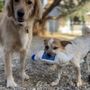 Desert Dogs Boarding