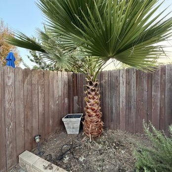 Commercial Tree Services - Before photo. - Tree Services Near Me - Los Angeles, California Commercial Tree Services - Before photo. - Tree Services Near Me - Los Angeles, California