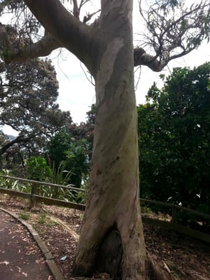 Dove Myer Robinson Park (Parnell Rose Garden) by null