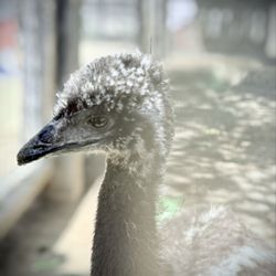 Vega Vineyard and Farm - Baby emu #2