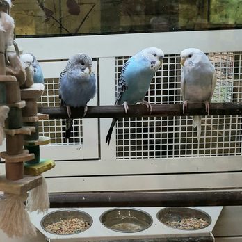 PetSmart - Blue Babies [infant parakeets have more dark lines in their head feathers which fade as they age] - Pet Stores Near Me - Mooresville, North Carolina