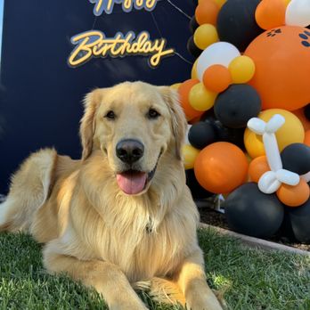 Bloom Balloon - Balloon Services Near Me - Milpitas, California Bloom Balloon - Balloon Services Near Me - Milpitas, California