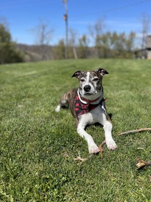 Radford Animal Hospital