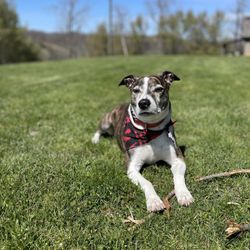Radford Animal Hospital - Happy puppy after staying at the puppy hotel.