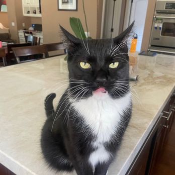 Critter Sitters LA - Pet Sitting Near Me - El Segundo, California