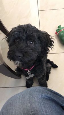 sweet blessings cockapoo