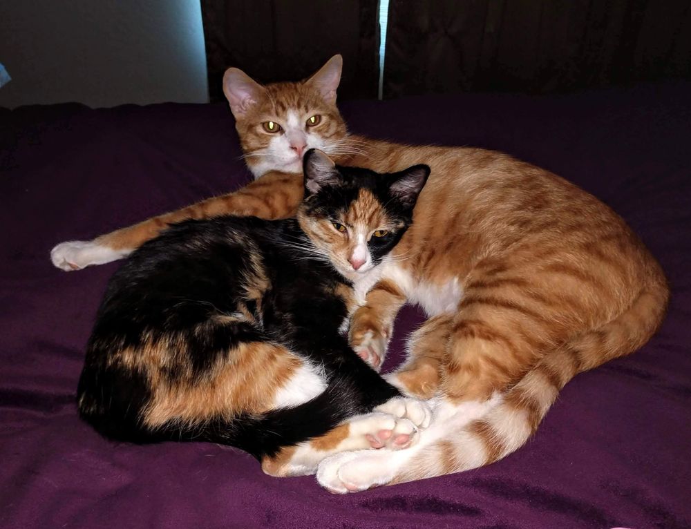 Aunt B Loves Pets - pet boarding facility in Phoenix, AZ