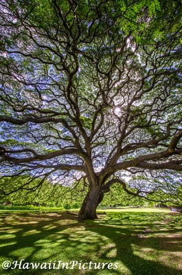 Moanalua Gardens by null