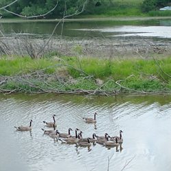 Little Manitowoc River Walkway - Geese