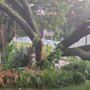 Photo of Ranyak Tree Service