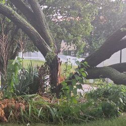 Ranyak Tree Service