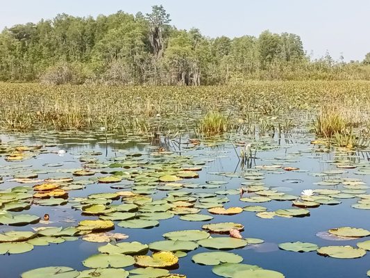 Okefenokee National Wildlife Refuge by null