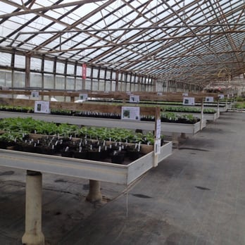 Gartneri Toftegaard - Et af de 3 mega drivhuse der er hjertet i Toftegaard - Nurseries & Gardening Near Me - Køge, 85