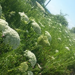 Flowers along the jogging path Flowers along the jogging path