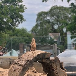 Columbian Park Zoo - Prairie dogs