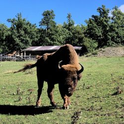 WildtierPark Kellerwald-Edersee - Wiesent