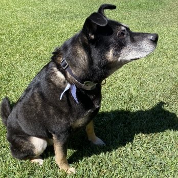 Premier Pet Spa - Sarge - Pet Groomers Near Me Premier Pet Spa - Sarge - Pet Groomers Near Me