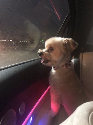 Animal Haus 547 7 Mile Rd Northville Mi Pet Grooming Mapquest