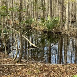 Francis Marion National Forest