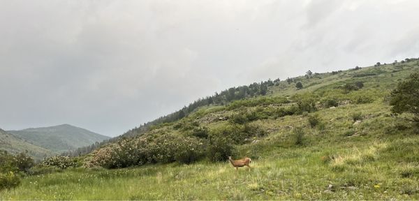 Orient Land Trust/Valley View Hot Springs by null