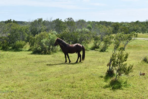 Corolla Wild Horse Tours by null
