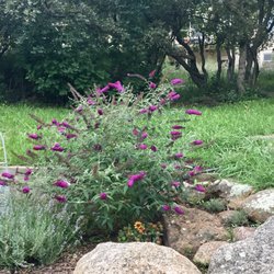 Spencer's Produce Lawn & Garden Centers - Humming bush purchased in 2015 at Spencer's. Always a joy!