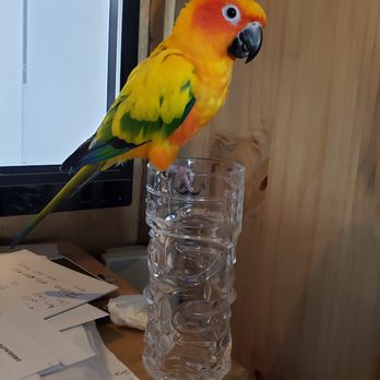 Parrot Nanny - Lorito at home. - Pet Sitting Near Me Parrot Nanny - Lorito at home. - Pet Sitting Near Me