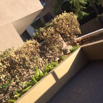 Avalon Studio City - All plants are dead and Poorly maintained - Apartments Near Me - Studio City, California Avalon Studio City - All plants are dead and Poorly maintained - Apartments Near Me - Studio City, California