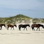 Photo of Wild Horse Adventure Tours