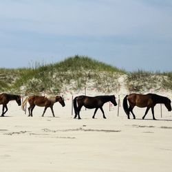 Wild Horse Adventure Tours - Follow the leader.
