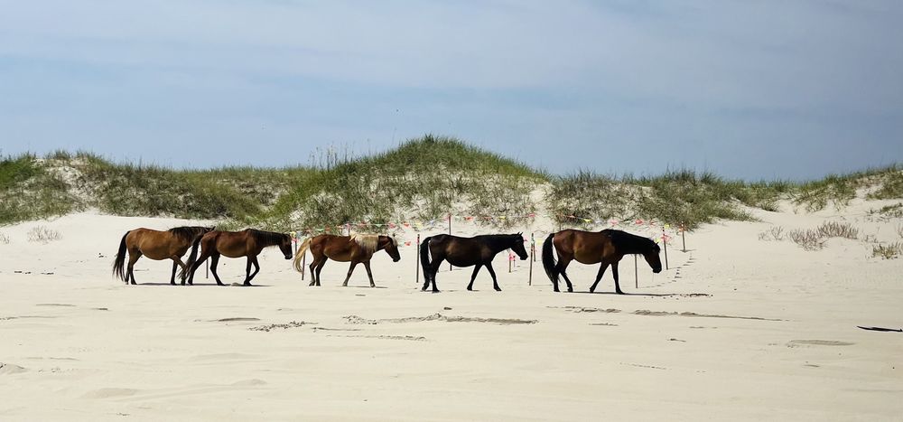 Wild Horse Adventure Tours