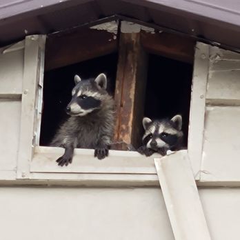 Bohmz Pest Services - Pest Control Near Me - Janesville, Wisconsin Bohmz Pest Services - Pest Control Near Me - Janesville, Wisconsin