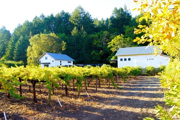 T-Vine Winery by null