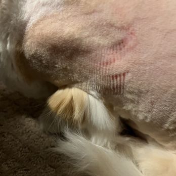 Aussie Pet Mobile Katy & Cypress - Poor boy got the razor down to his skin. - Pet Groomers Near Me