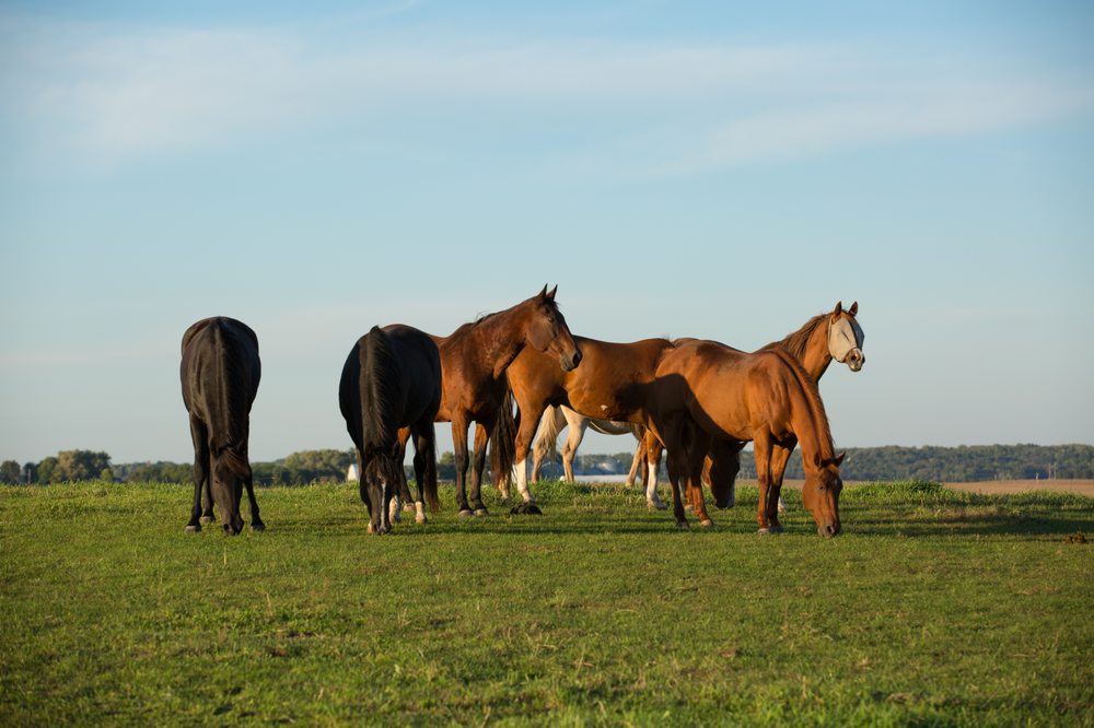 TRUE NORTH RANCH 12407 80th St S, Hastings, MN Yelp