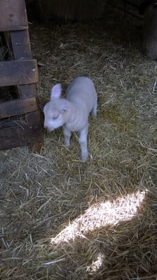 Hackney City Farm by null
