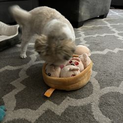 American Eagle Outfitters Outlet - My pup with his new dumplings dog toy, from American Eagle!
