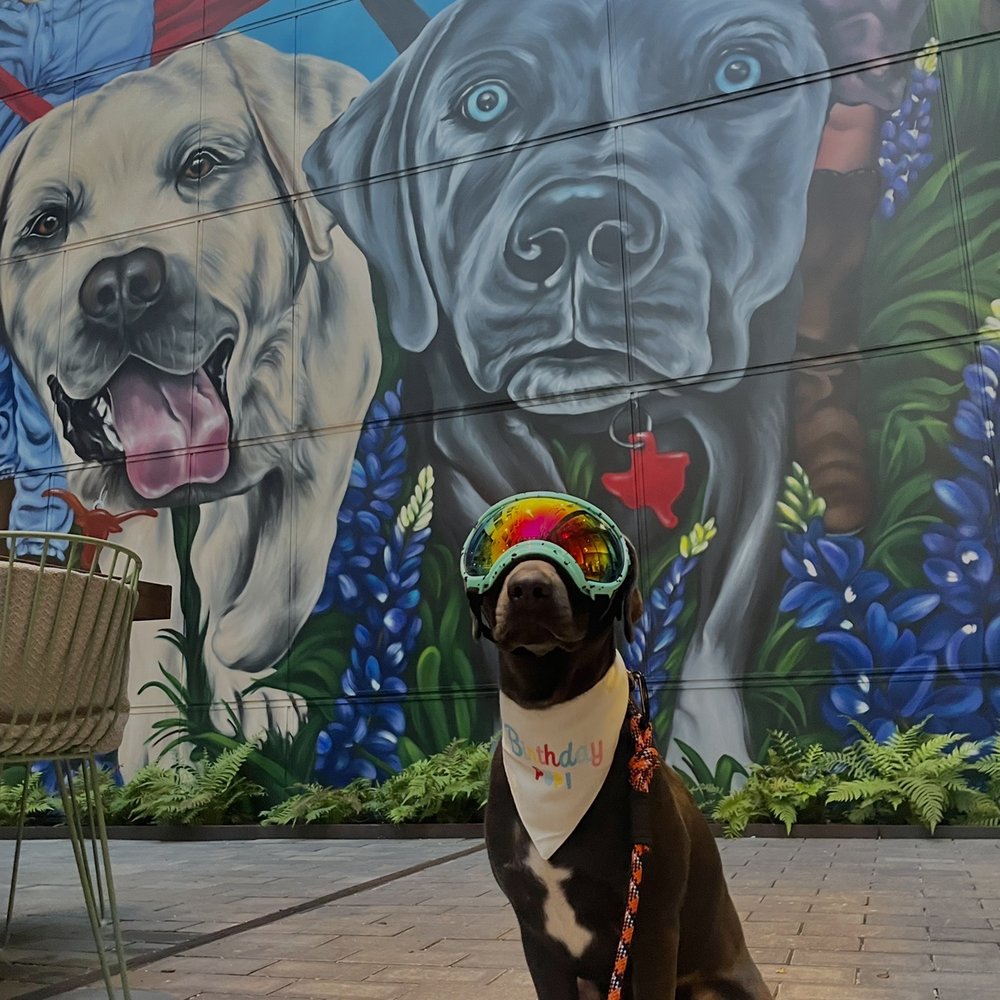 Blue Lacy - Blue Lacy Patio - Bars Near Me - Austin, Texas Blue Lacy - Blue Lacy Patio - Bars Near Me - Austin, Texas