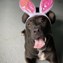 Acme Dog Run - Birthday photo shoot