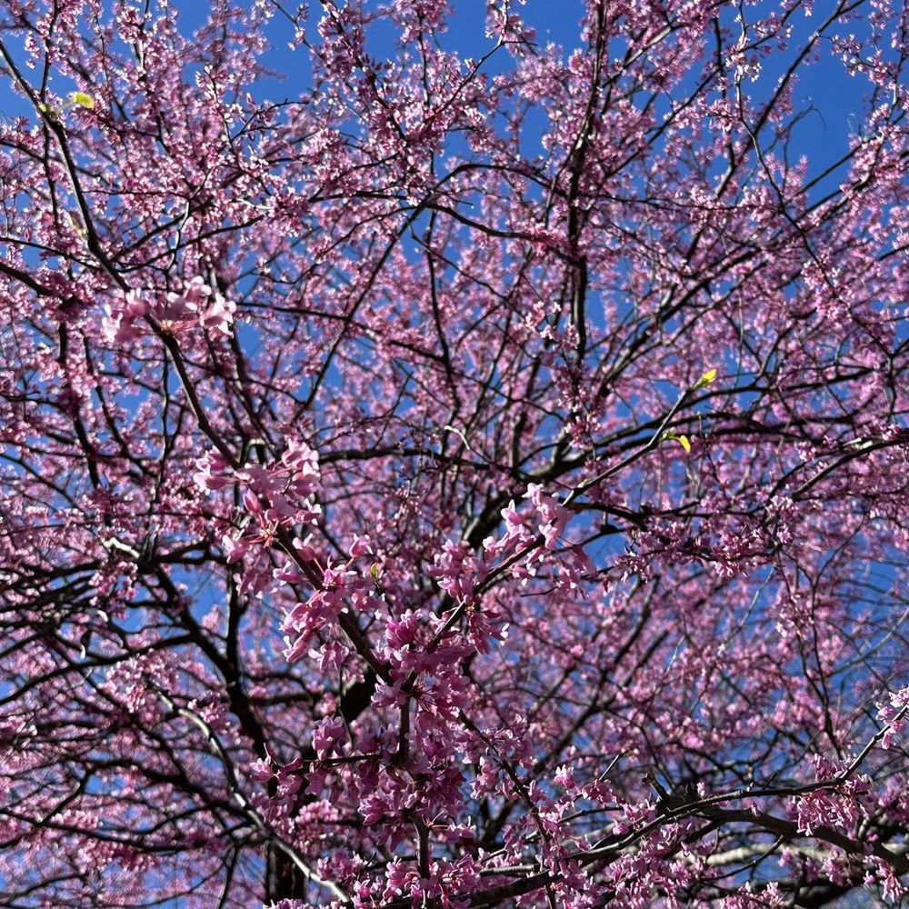 McDaniel Farm Park - Eastern Redbud flowers - Parks Near Me - Duluth, Georgia McDaniel Farm Park - Eastern Redbud flowers - Parks Near Me - Duluth, Georgia