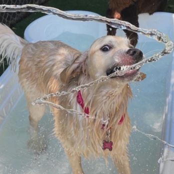Camp Bow Wow Nashville - Water fun! - Pet Sitting Near Me - Berry Hill, Tennessee Camp Bow Wow Nashville - Water fun! - Pet Sitting Near Me - Berry Hill, Tennessee