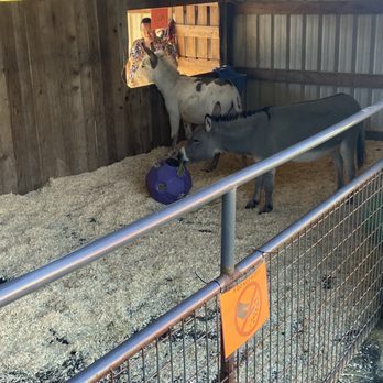 Briscot Farms - Donkeys - Pumpkin Patches Near Me - Kent, Washington