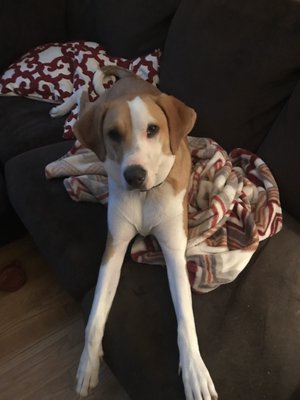 diane's discount pets clinic