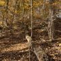 Chapin Forest Reservation