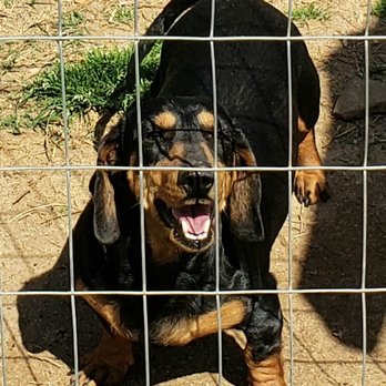 Deb's Dachshund Ranch - Pet Breeders Near Me - Hamilton, Alabama Deb's Dachshund Ranch - Pet Breeders Near Me - Hamilton, Alabama
