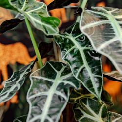 Little Plant Market